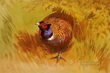  vögel - ein Hahn Fasan Archibald Thorburn Vögel